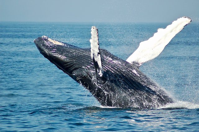 shiba inu whales
